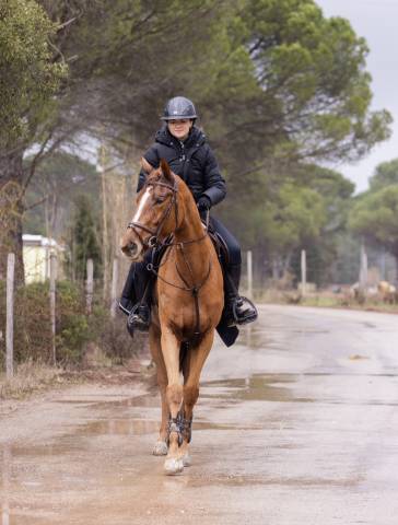 Top jument modèle sport