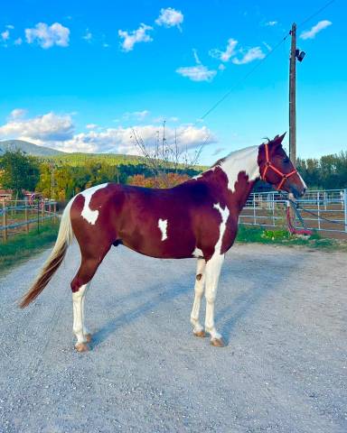 Cheval entier pie alezan