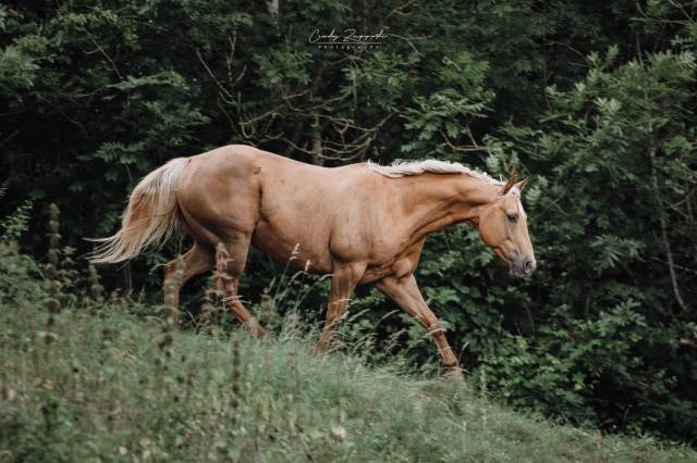 Robbie king montana quarter horse de 9 ans 