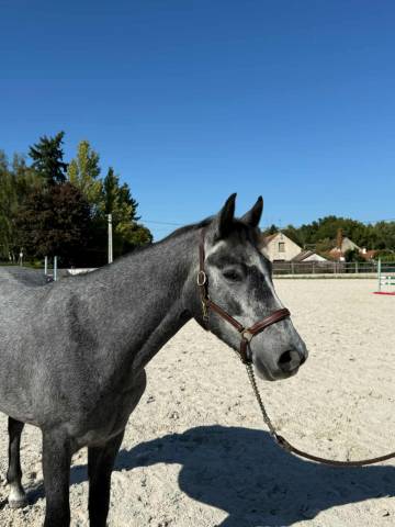 Magnifique connemara sport ou loisir 