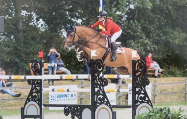 à vendre – hongre de sport expérimenté 