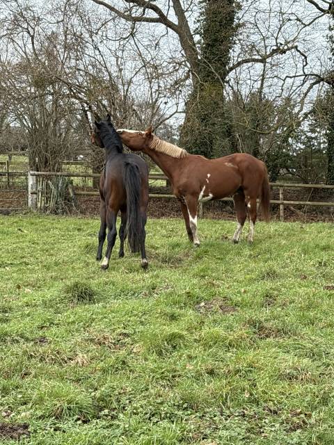 Recherche palfrenier soigneur 