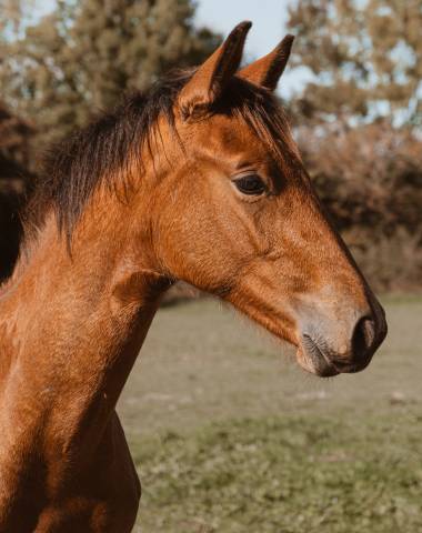 Poulain d’avenir, selle français