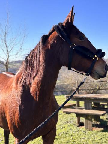Jument tf – 9 ans – poulinière / mère porteuse