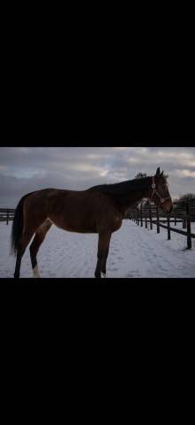 Belle jument ps - 5ans 