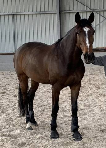 Poulinière pleine d’untouchable 27