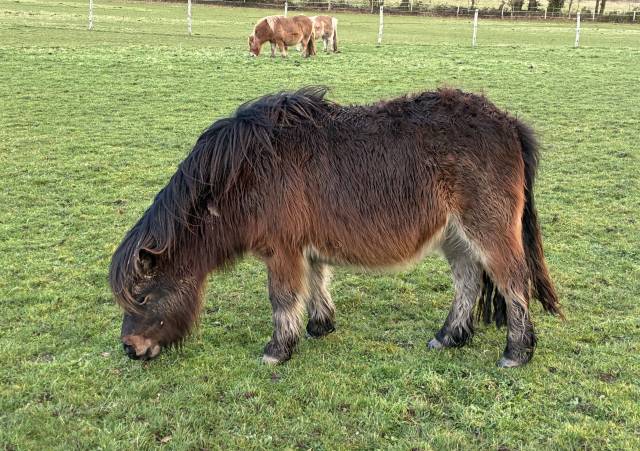 Ponette shetland pp livre a