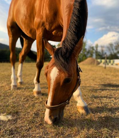 Cheval attachant et gentil à replacer pour nouvelle vie