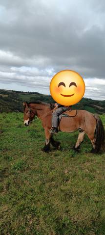 Hongre trait 17 ans grand ardennais