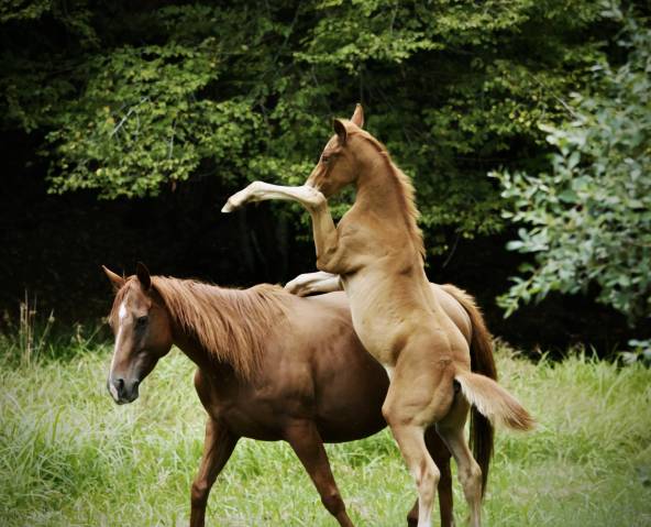 Jument et poulain 