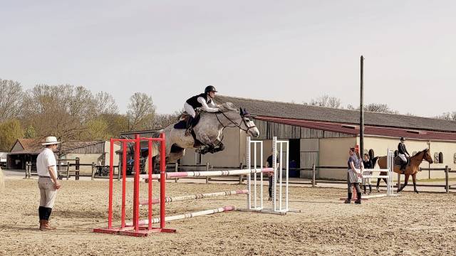 A vendre, top jument de concours 