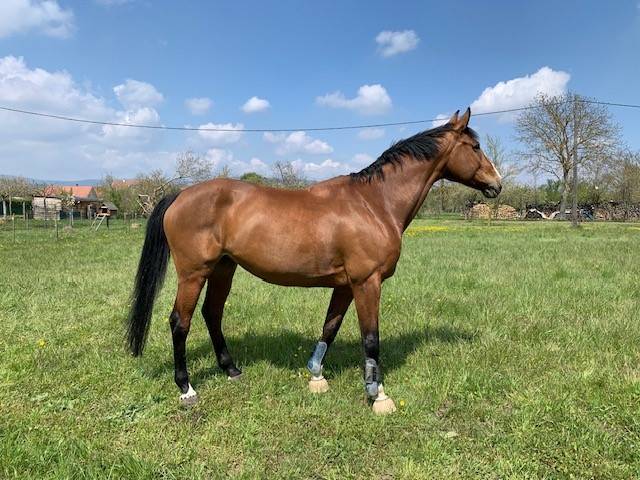 Pouliniere née en 2007 par allegreto 8 points pace