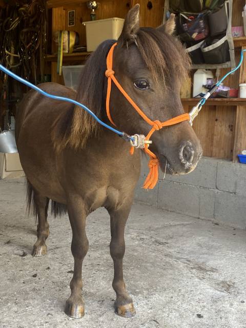 Entier oc type nmprs 