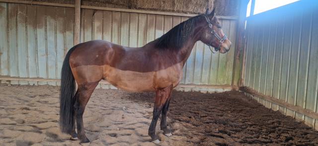 Jument 11 ans pouliniere