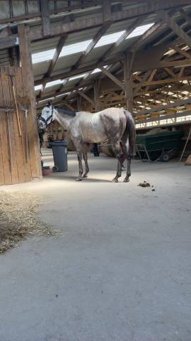 Cheval  pur-sang de 5 ans