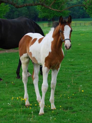 Perle jam : étalon saison 2026