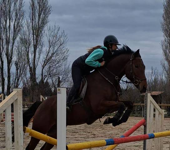 Cheval de sport polyvalent