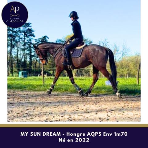 Hongre aqps 4 ans env 1m70