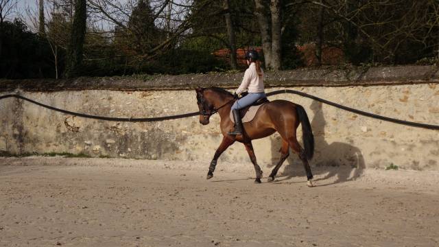 Jument de dressage  pre plein papier bai