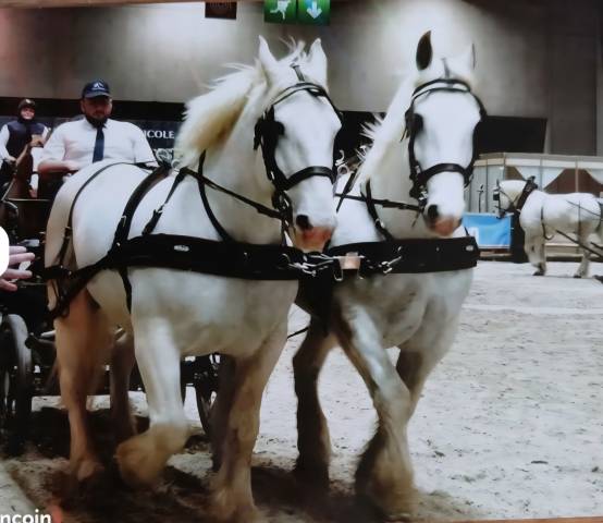 A vendre 2 juments boulonnais