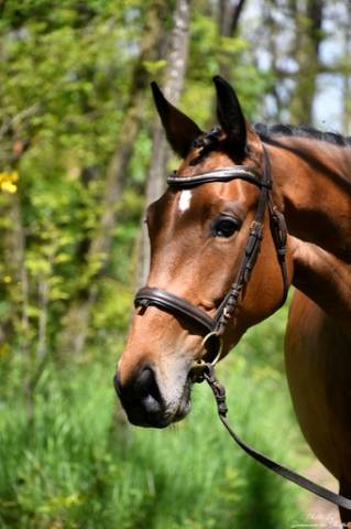 Belle jument 6 ans dressage 