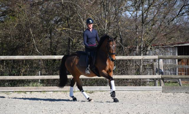 Belle jument 6 ans dressage 