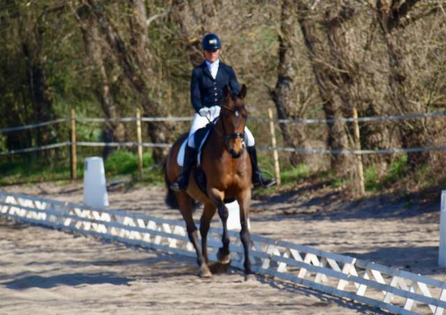 Belle jument 6 ans dressage
