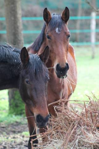 Pension pré/box et pré en autogestion 