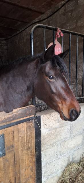 Ponette 7 ans connemara pp