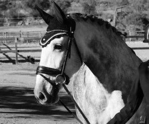 Murmullo: un jeune cheval de grande taille