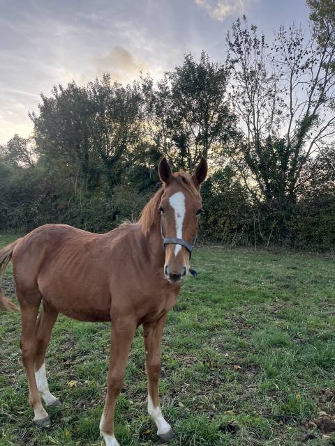 Superbe selle français originel 2 ans 
