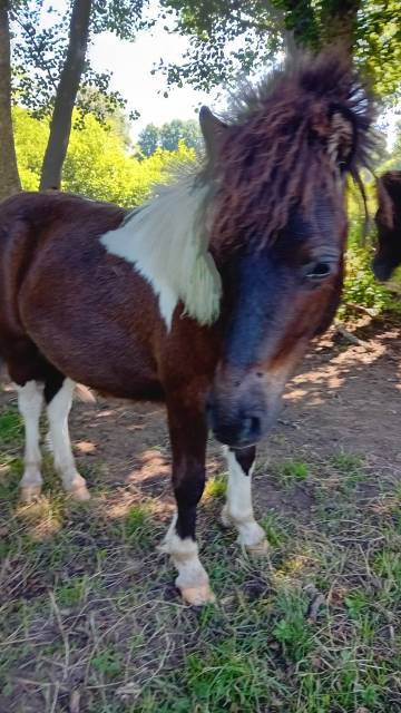 Poneys type shetland 2 ans