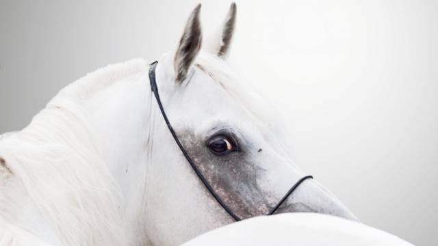 Domaine équestre aux équipemets complets