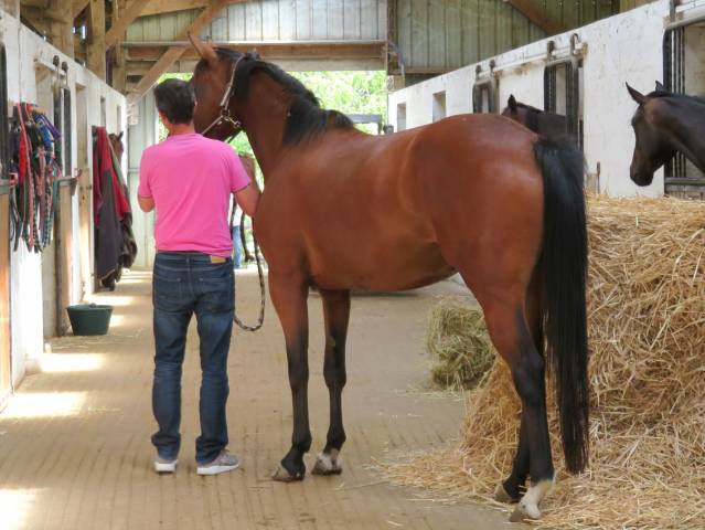 Jument selle français 11 ans 1.64m par con air 