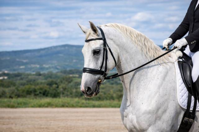 Hongre - lipizzan - 12 ans - dressage - france