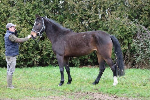 Cessation d’élevage - jument de 4 ans