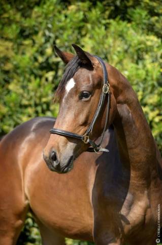  à vendre — zarra de hus