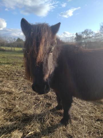 Nouf nouf d'arquetan