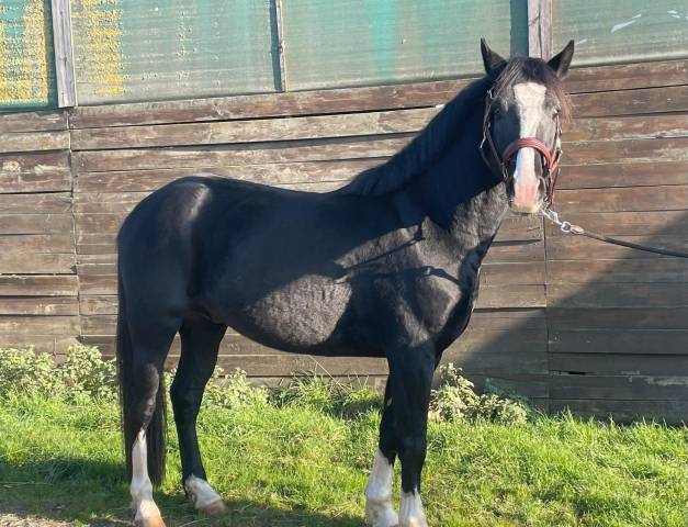 Exceptionnel poney d pfs 4ans