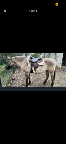 Selle de barrel POOL’S 5020