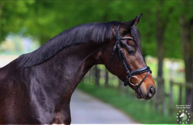 Magnum - kwpn de 9 ans - super mental et gros potentiel