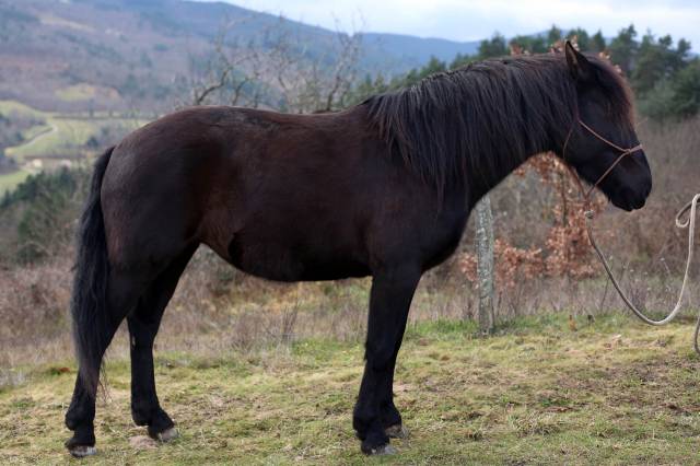 Jument onc merens x lusitanien 5 ans 1m45