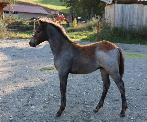 Poulain pfs poney français de selle