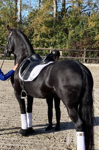 Poulinière frisonne pleins papiers gestante