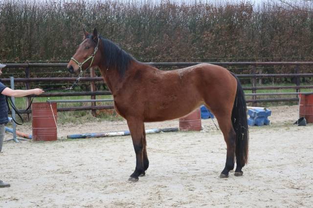 Jument de 4 ans 