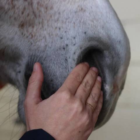 S&eacute;rum S&eacute;r&eacute;nit&eacute; Cheval - Nellumbo