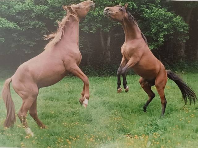Pension cheval ou poney - ecurie des sageries - 72240