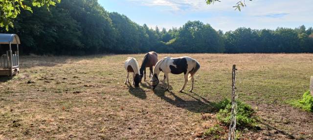 Pension cheval ou poney - ecurie des sageries - 72240