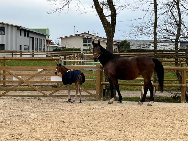 Tallinn - poulinière à vendre 