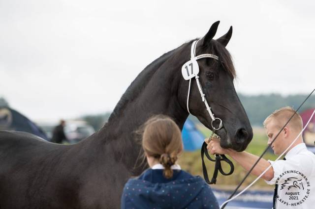 Jument frisonne 8 ans (sipke 450 x beart 411)